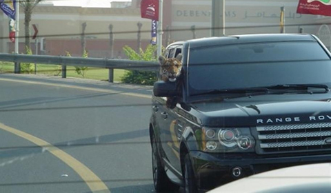 Tiger Riding Shotgun in Range Rover