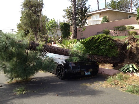 Lamborghini Gallardo Crushed by Tree